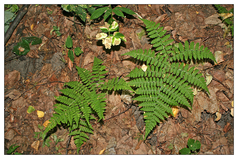 Image of Diplazium sibiricum specimen.