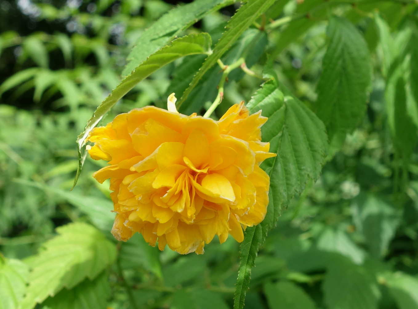 Image of Kerria japonica var. pleniflora specimen.
