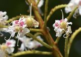 Aesculus hippocastanum. Часть соцветия с завязывающимися плодами. Испания, автономное сообщество Каталония, провинция Жирона, комарка Баш Эмпорда, муниципалитет Калонже, рекреационная зона. 04.05.2020.