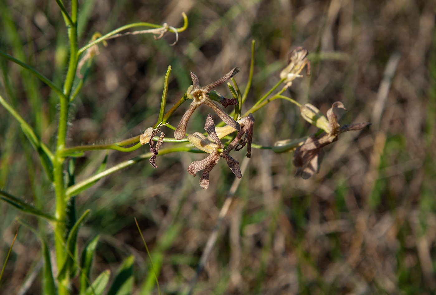 Изображение особи Hesperis tristis.