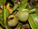 Nepenthes ampullaria