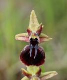 Ophrys mammosa