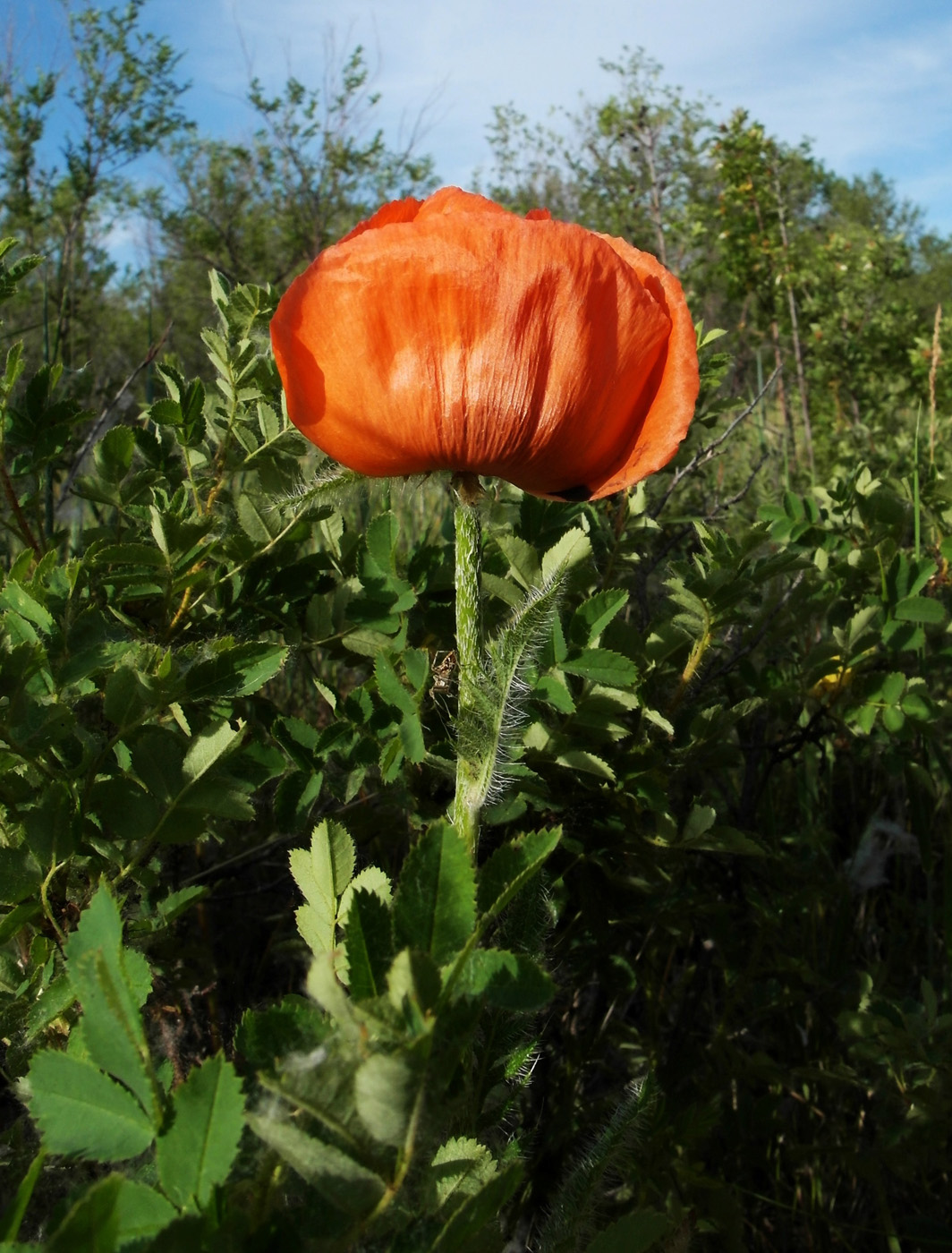 Image of Papaver setiferum specimen.