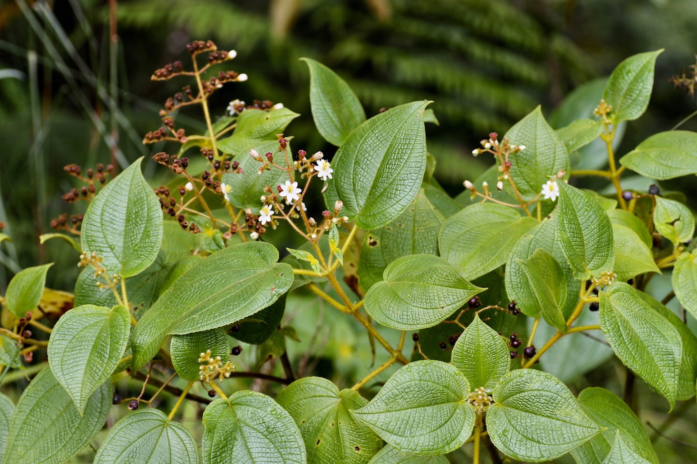 Изображение особи Miconia benthamiana.