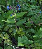 Pulmonaria mollis. Цветущее растение. Северная Осетия, окр. с. Дзуарикау. 07.05.2010.