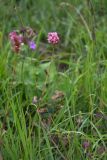 Bistorta carnea