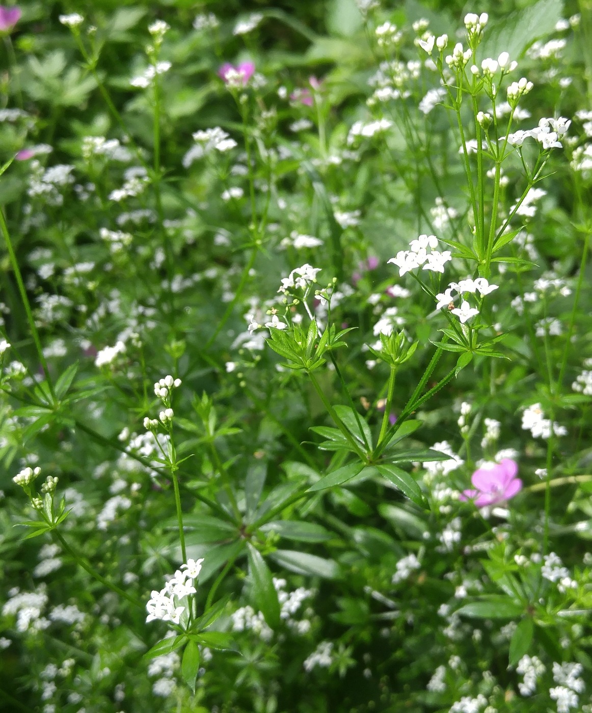 Image of Galium rivale specimen.