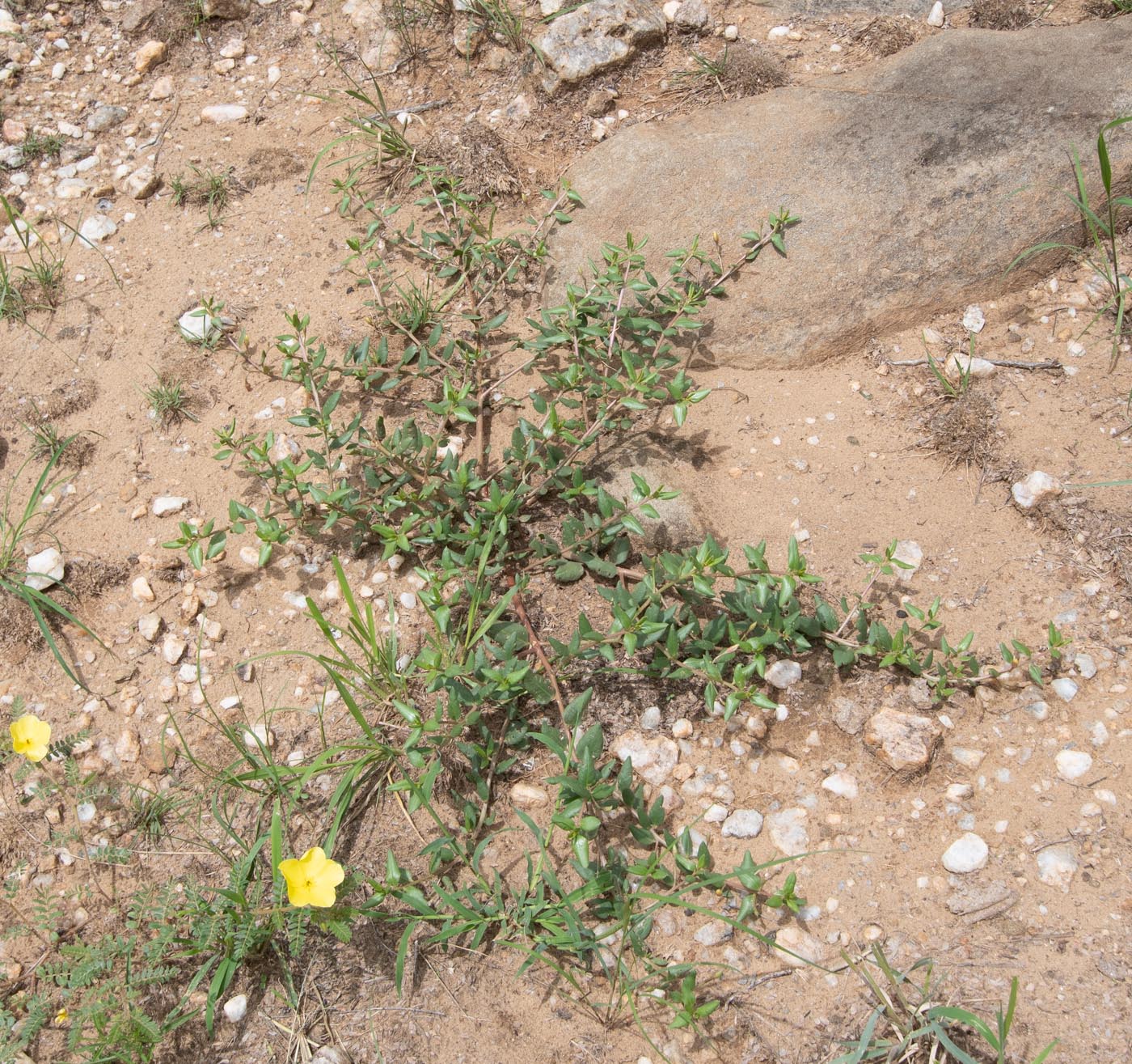 Image of Talinum caffrum specimen.