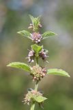 Mentha × verticillata. Верхушка побега с соцветиями. Горный Крым, окр. с. Счастливое, берег Счастливенского вдхр. 17.08.2020.