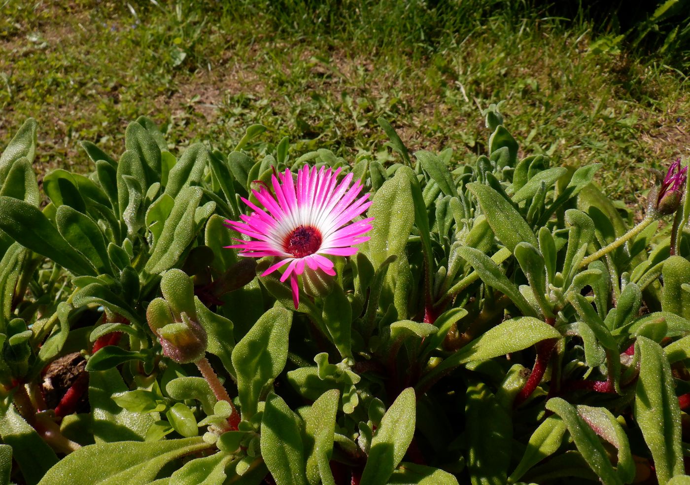 Изображение особи Dorotheanthus bellidiformis.