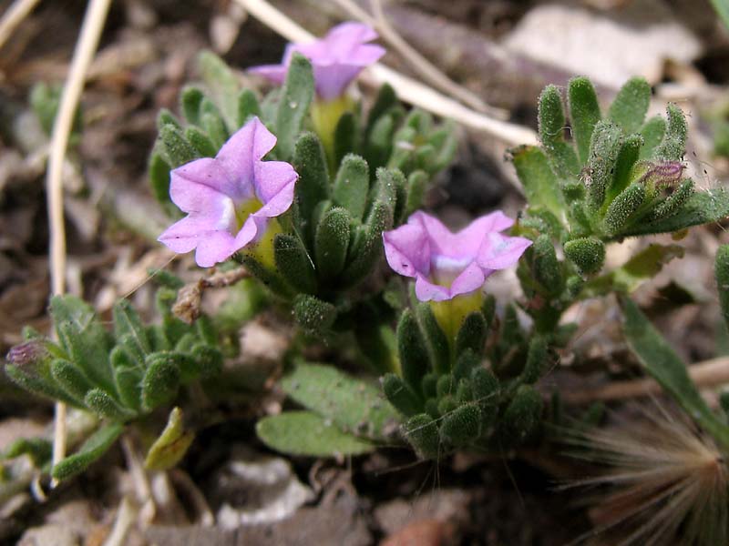 Изображение особи Calibrachoa parviflora.