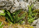 Asplenium trichomanes. Вегетирующие растения. Башкортостан, Белорецкий р-н, Зигазинский сельсовет, долина р. Зилим, прибрежный скальник. 31 августа 2020 г. [Местообитание] [Вегетативные органы].