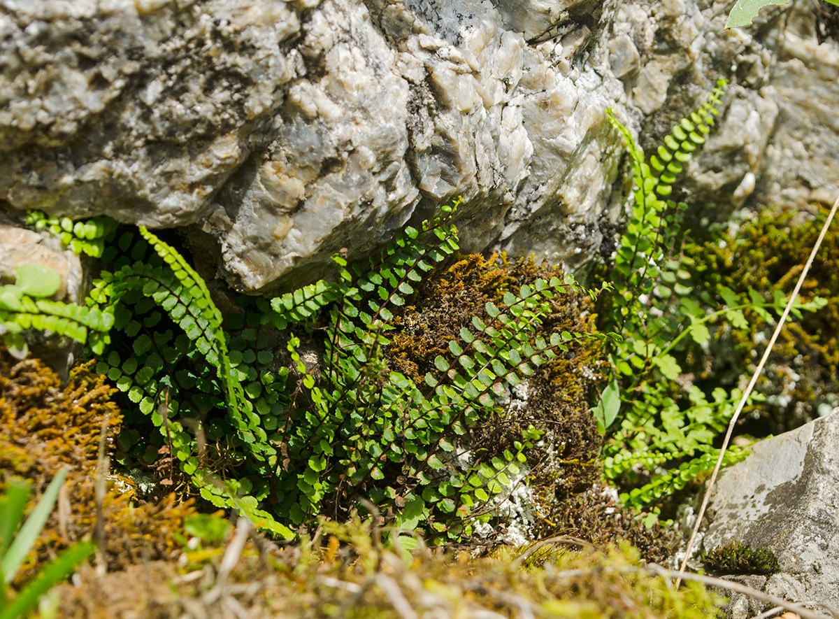 Image of Asplenium trichomanes specimen.