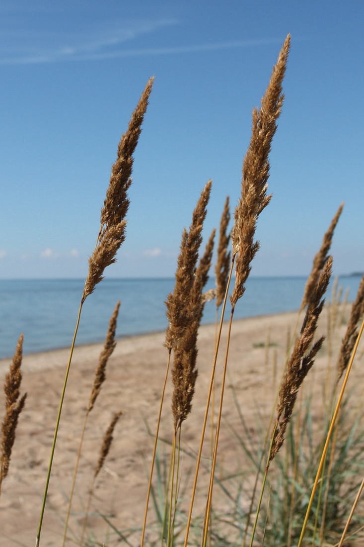 Image of Calamagrostis meinshausenii specimen.