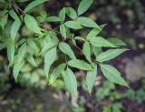 Acer mandshuricum
