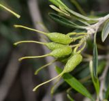 Grevillea olivacea. Соплодие на верхушке побега. Израиль, Шарон, пос. Кфар Монаш, ботанический сад \"Хават Ганой\". 30.04.2018.