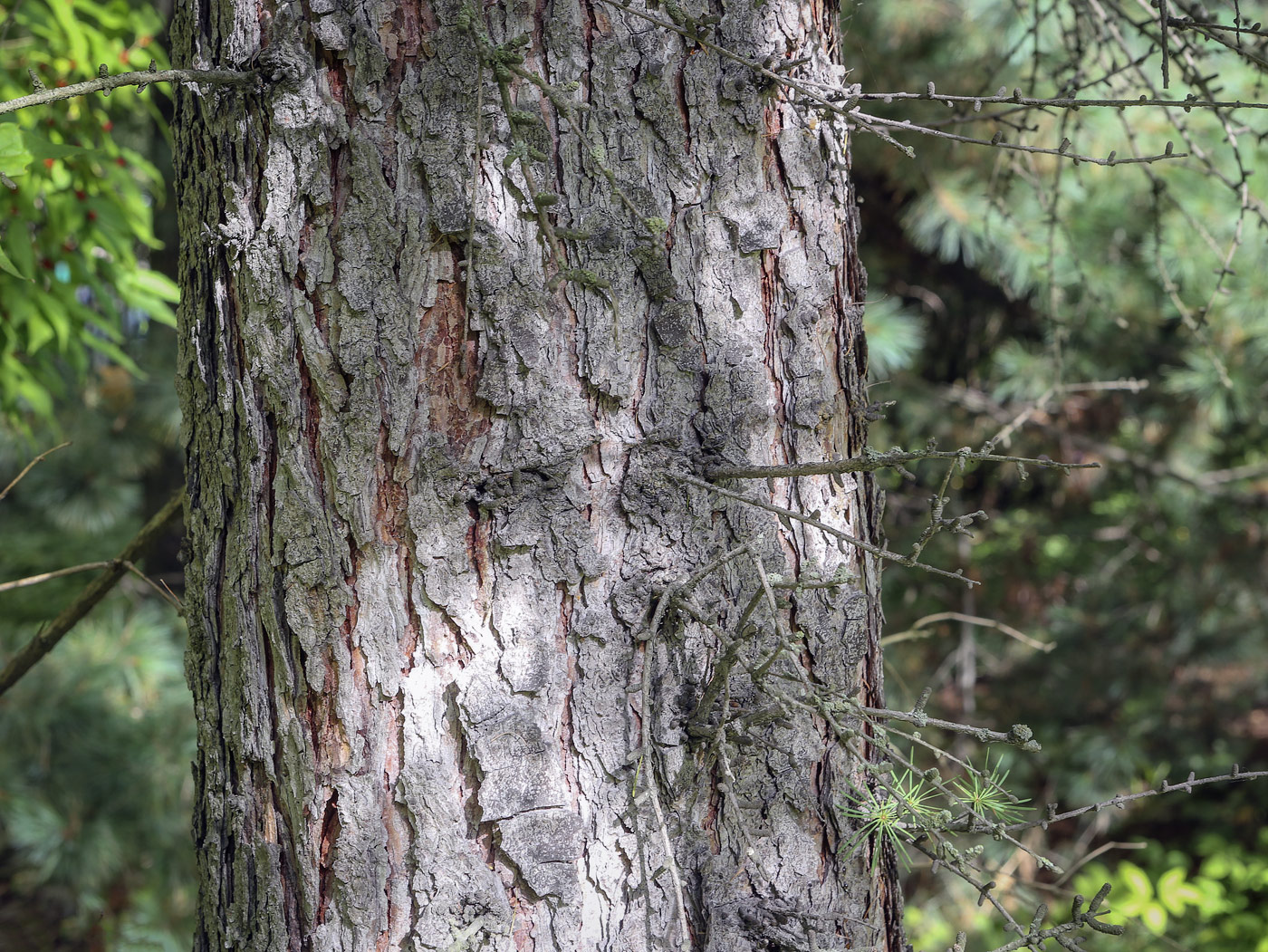 Image of Larix occidentalis specimen.