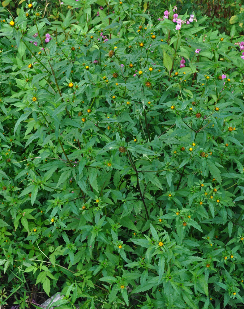 Image of Bidens tripartita specimen.