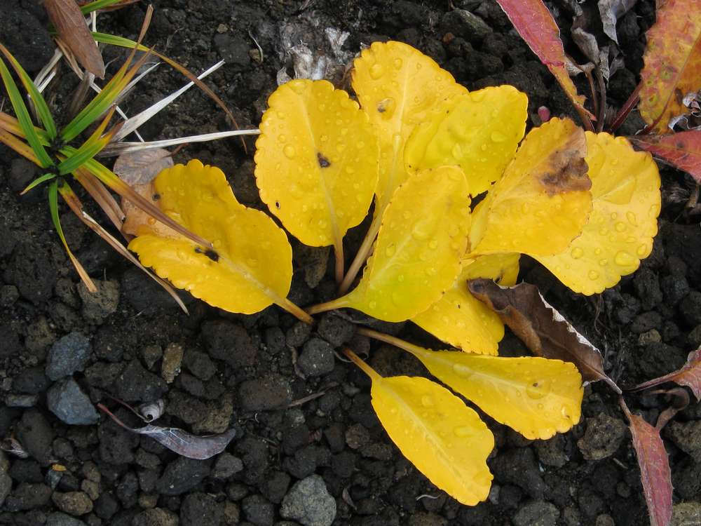 Image of Lagotis glauca specimen.