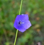 Campanula persicifolia