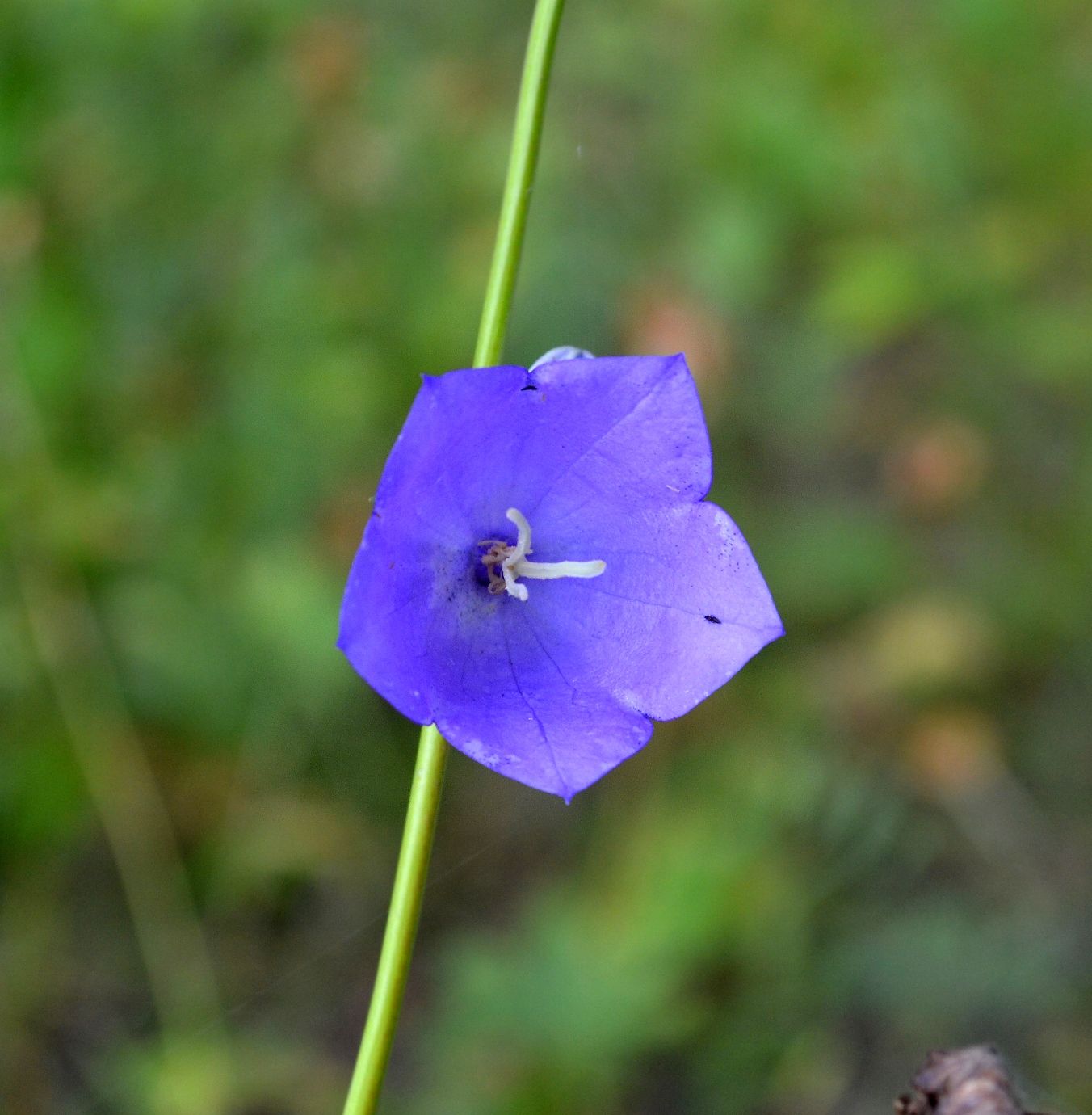 Image of Campanula persicifolia specimen.