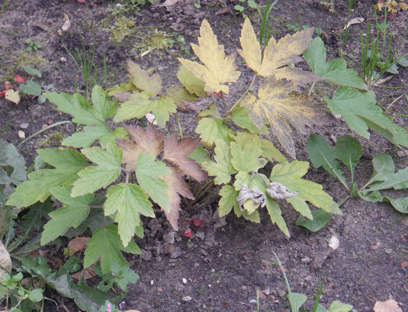Image of Anemone hupehensis specimen.