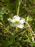 Anemone ochotensis. Цветок. Красноярский край, Эвенкийский р-н, государственный природный заповедник \"Тунгусский\", лиственничный лес. 10.06.2012.