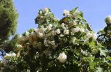 Dombeya tiliacea