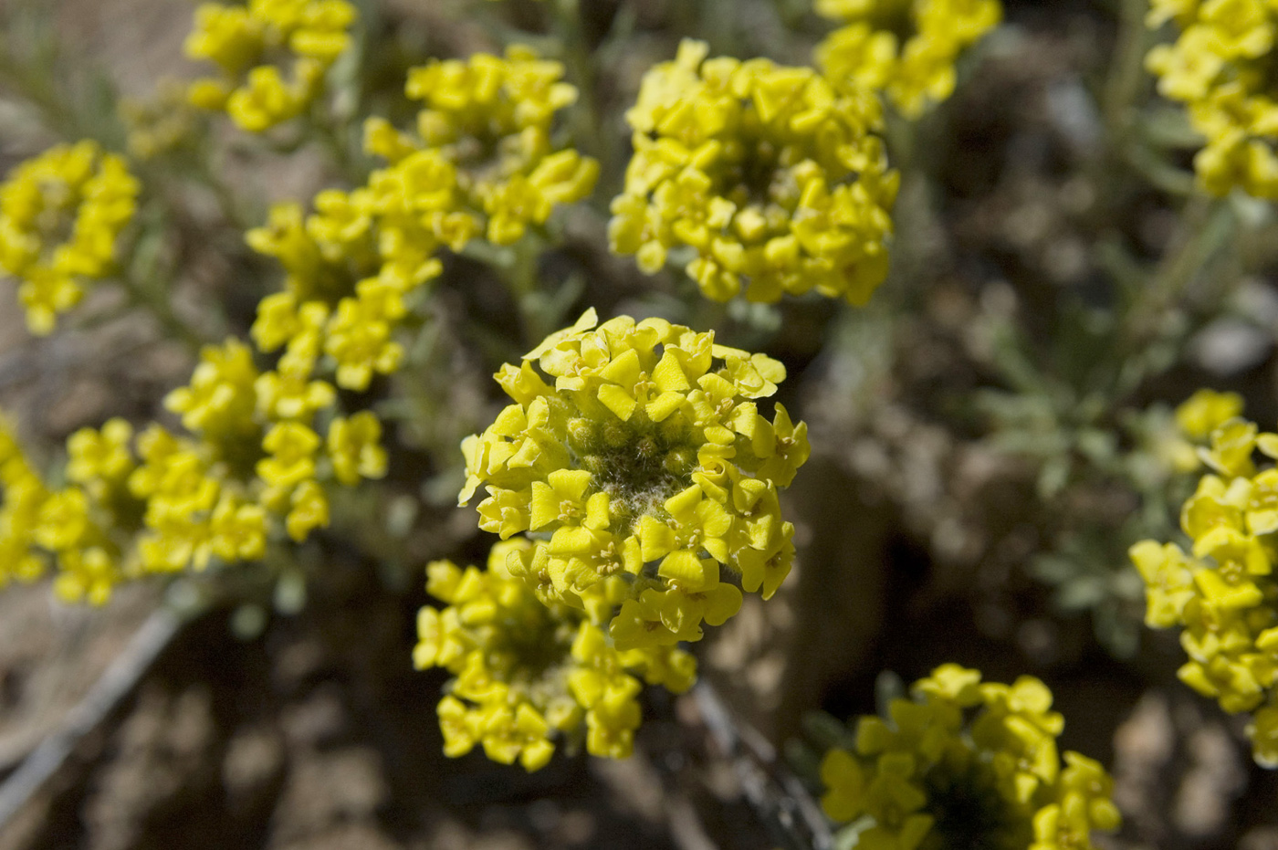 Изображение особи Alyssum lenense.