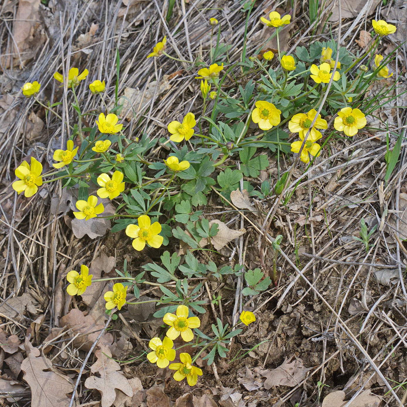 Изображение особи Ranunculus polyrhizos.