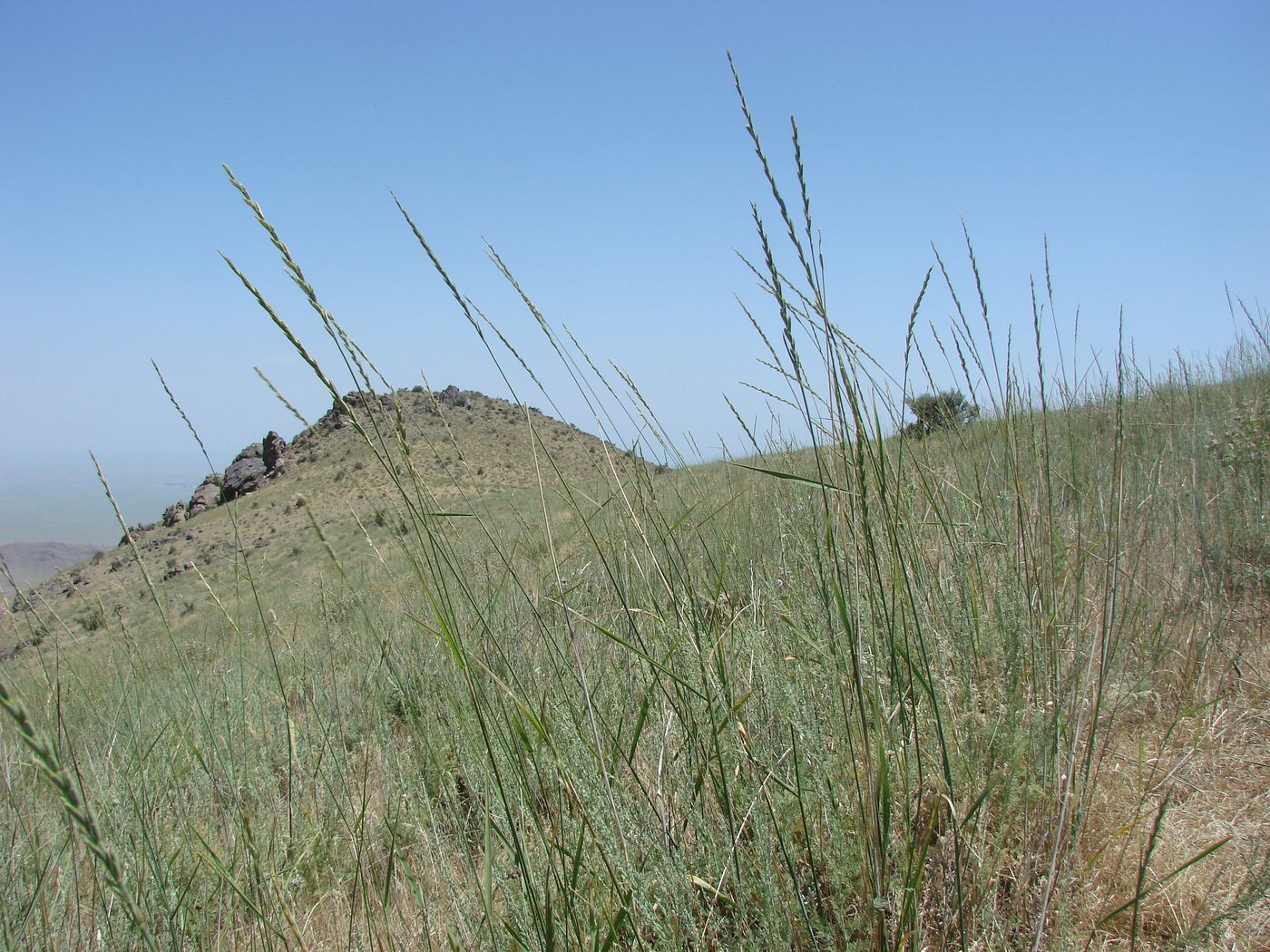 Image of Elytrigia trichophora specimen.