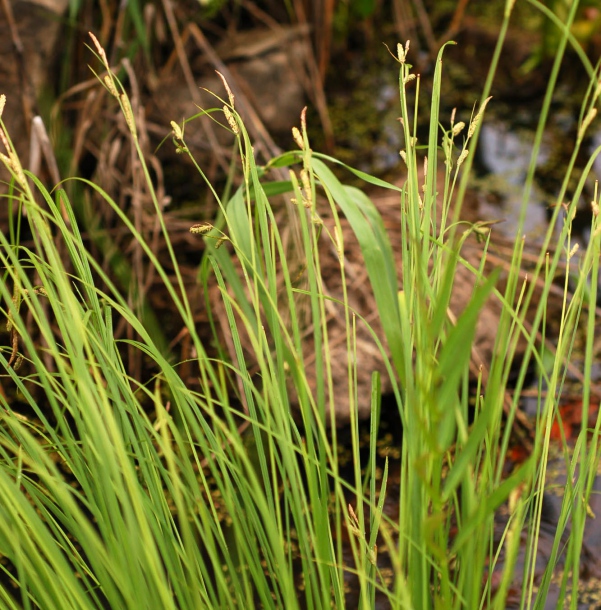 Изображение особи Carex forficula.