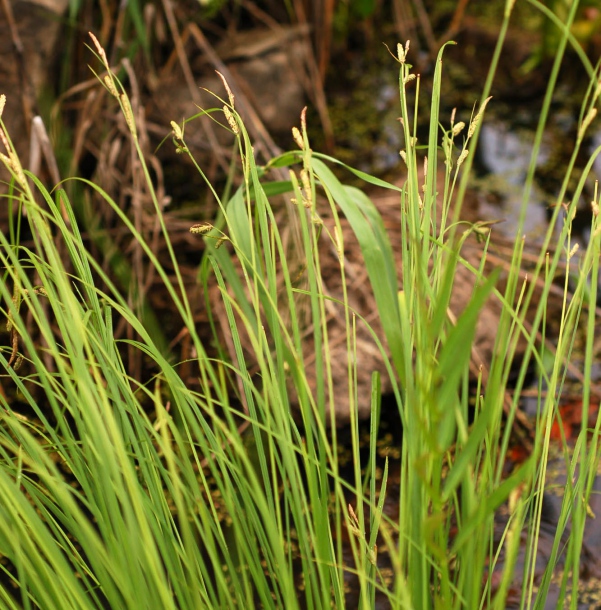 Image of Carex forficula specimen.