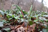 Polygonatum glaberrimum. Молодые побеги. Краснодарский край, м/о г. Новороссийск, хр. Маркотх, Пенайская щель, берег ручья. 20.04.2021.