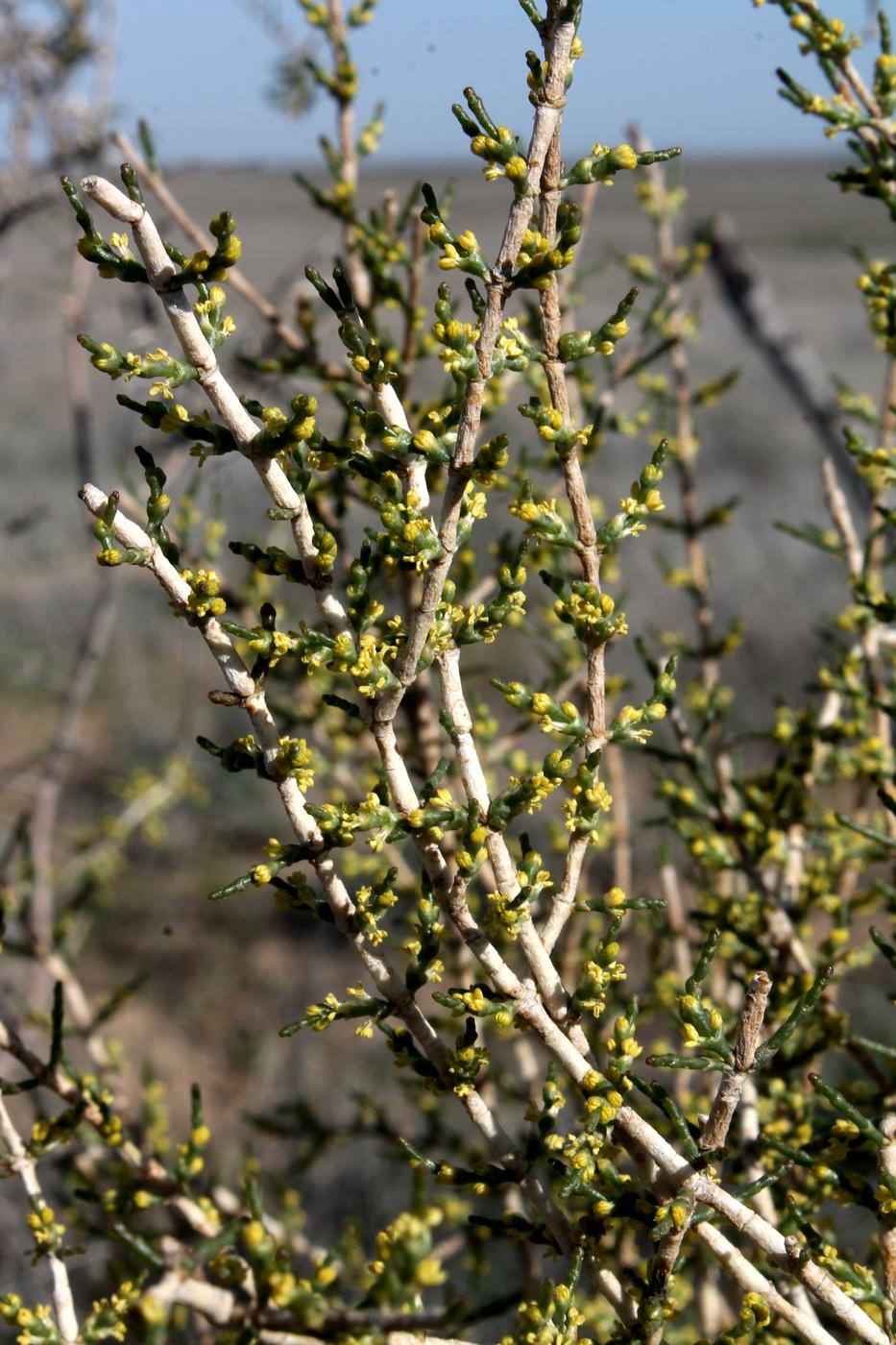 Изображение особи Haloxylon persicum.