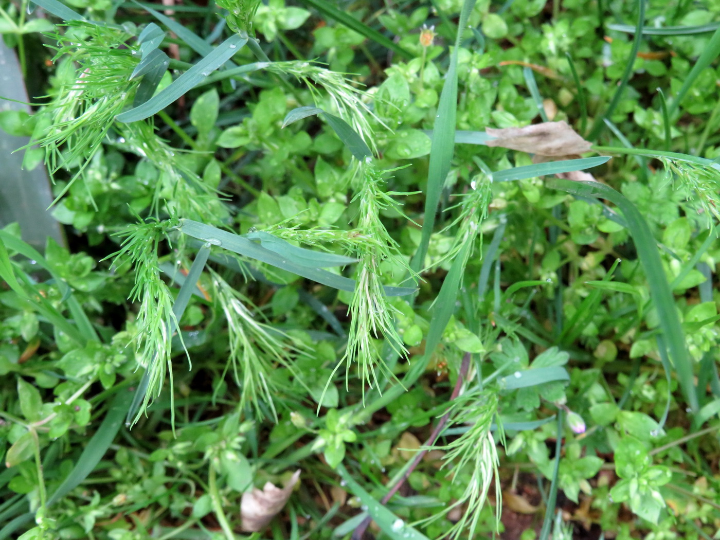 Изображение особи Poa bulbosa ssp. vivipara.