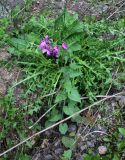 Lunaria annua