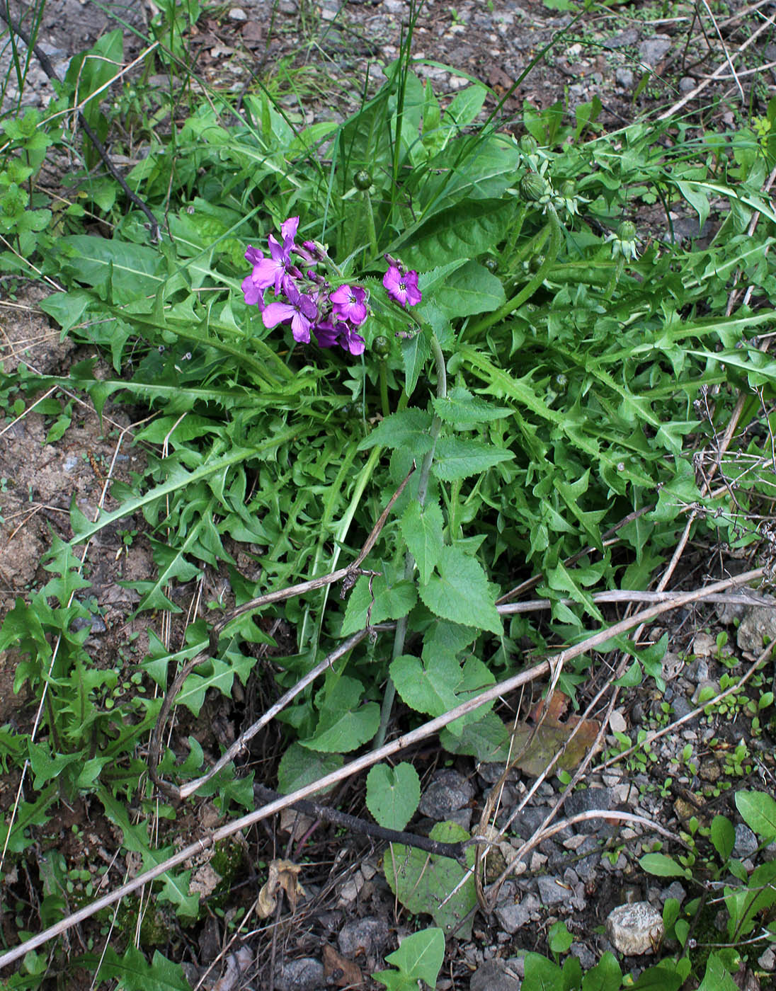 Изображение особи Lunaria annua.