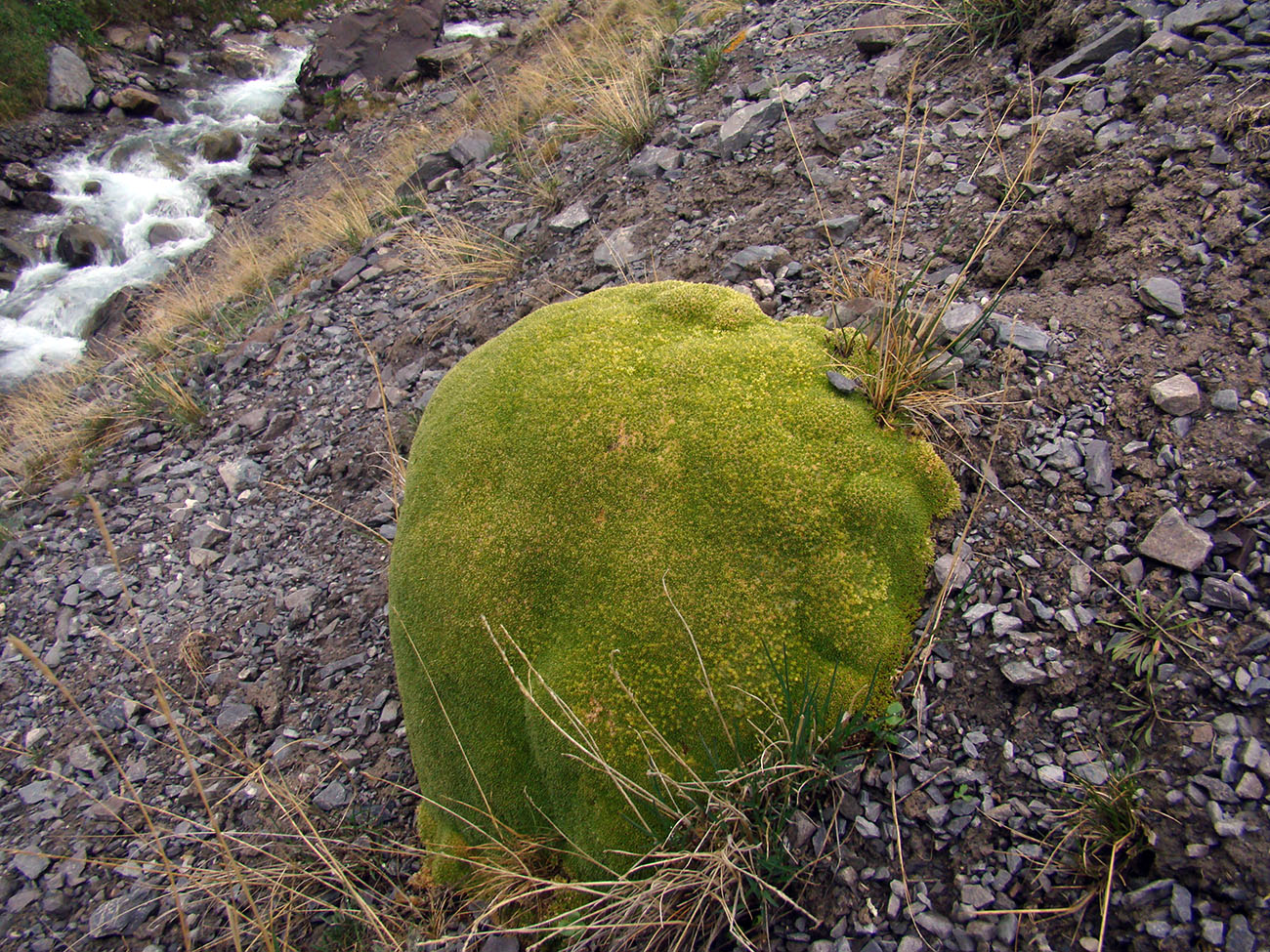 Image of Thylacospermum caespitosum specimen.