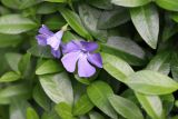 Vinca minor