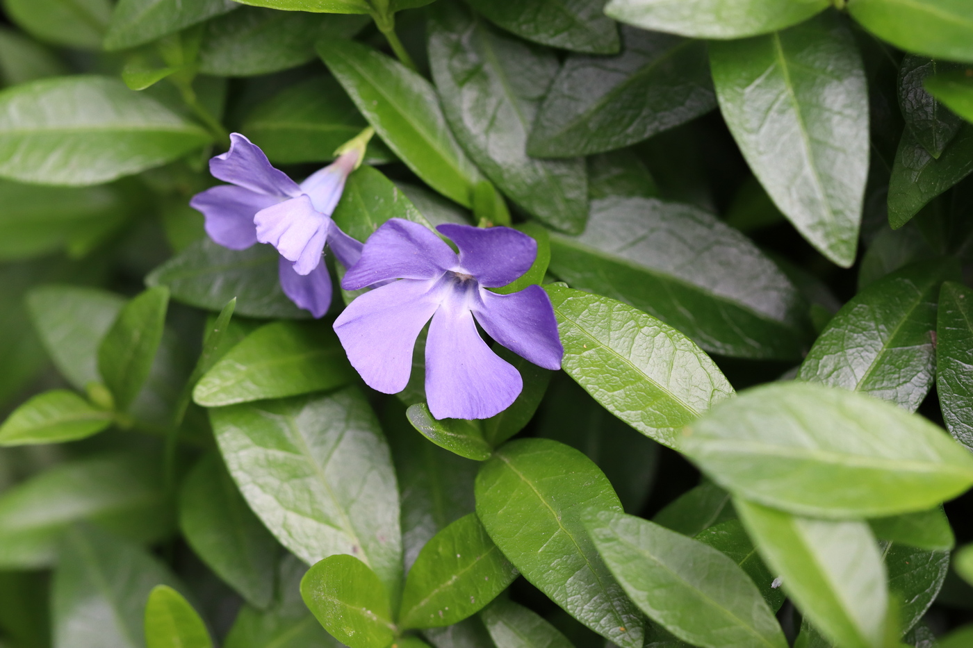 Image of Vinca minor specimen.