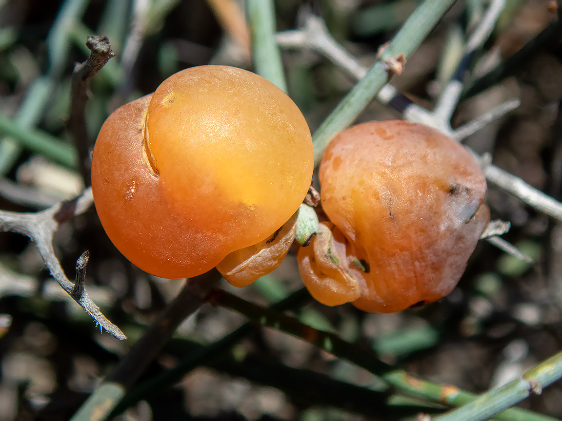 Image of Ephedra foeminea specimen.