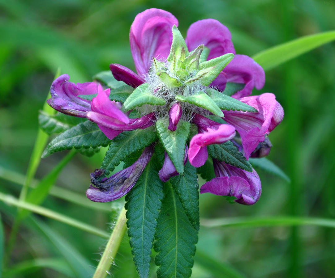 Изображение особи Pedicularis resupinata.