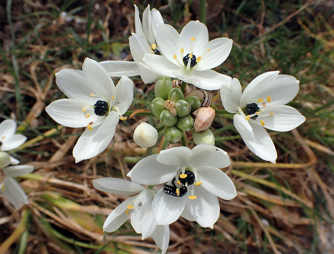 Изображение особи Ornithogalum arabicum.