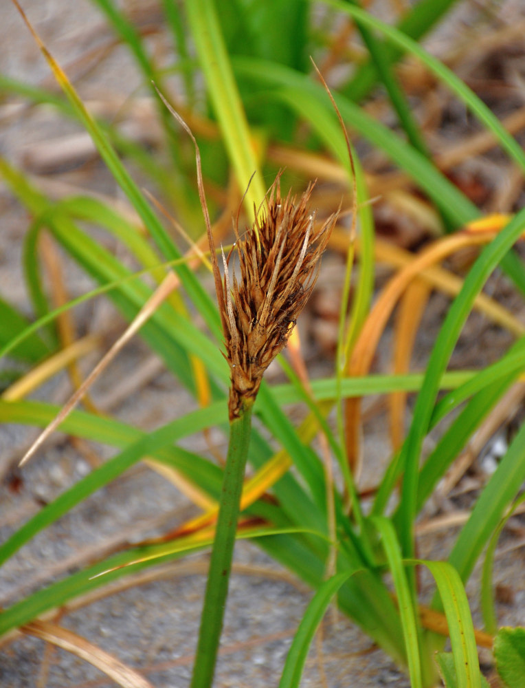 Изображение особи Carex macrocephala.
