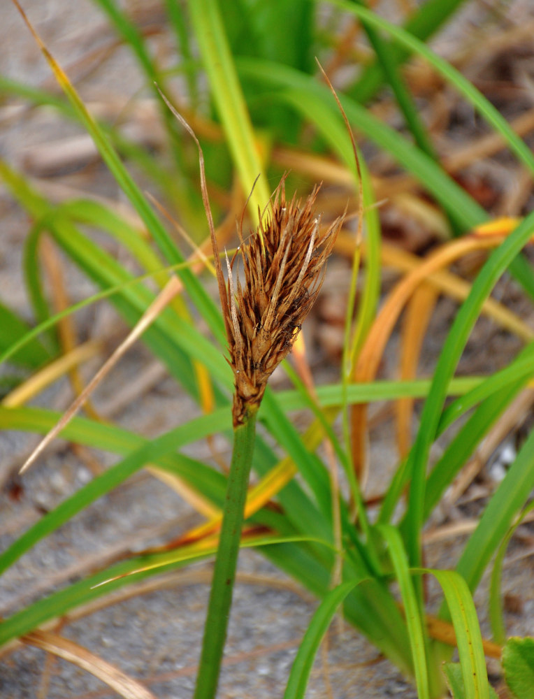 Image of Carex macrocephala specimen.