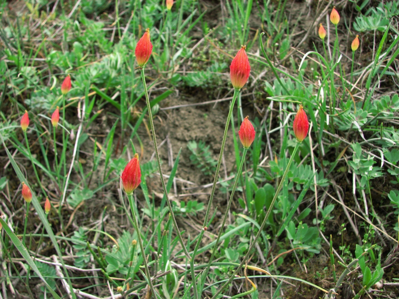 Изображение особи Bongardia chrysogonum.