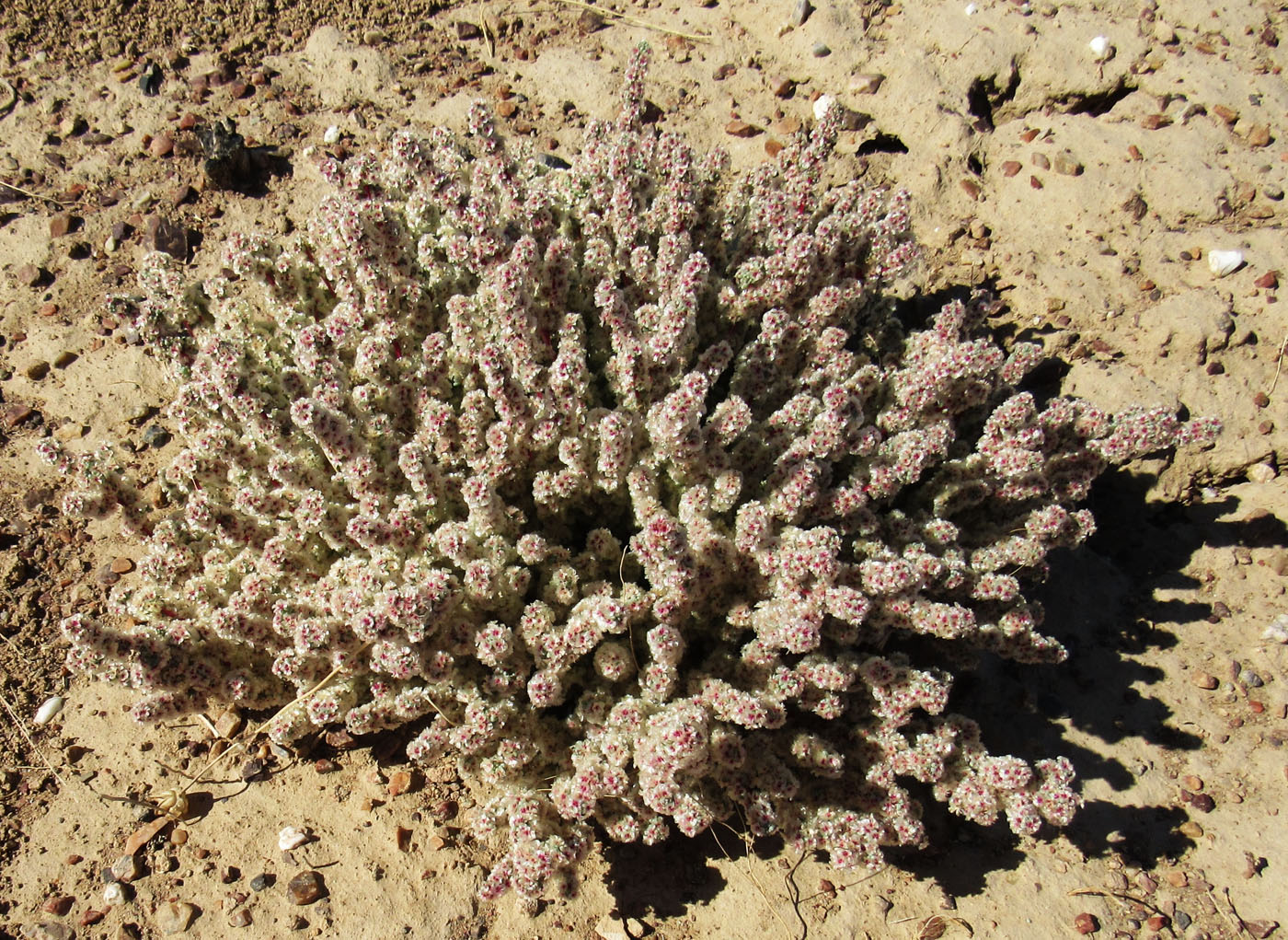 Image of Halogeton glomeratus specimen.