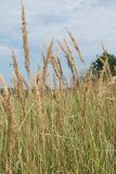 Calamagrostis epigeios