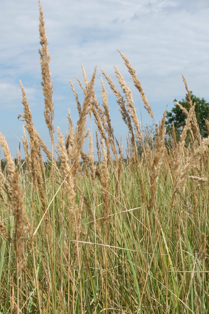 Image of Calamagrostis epigeios specimen.